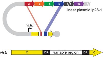 The Putative Endonuclease Activity of MutL Is Required for the Segmental Gene Conversion Events That Drive Antigenic Variation of the Lyme Disease Spirochete